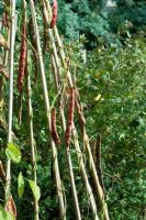 Phaseolus 'Barlotta Lingua di Fuoco' - Runner Beans growing up a wig wam of bamboo canes