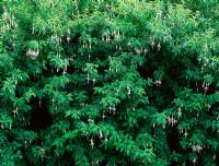 Fuchsia magellanica var. molinae syn Fuchsia magellanica 'Alba'