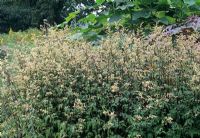 Artemisia lactiflora - Guizhou Group