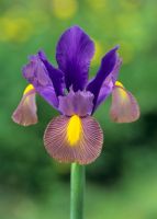 Iris 'Sapphire beauty'