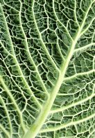 Brassica - Savoy cabbage 