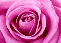 Pink Rosa - Rose 