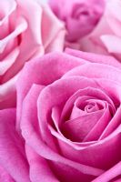Pink Rosa - Rose 