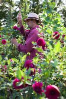 Man working in garden and tying Dahlias with stakes