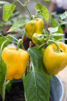 Yellow sweet pepper planted in pot kept in conservatory