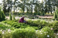 Man working in vegetable garden, mixture of brassica including Brassica oleracea var. Sabellica - curly kale, Brassica gongylodes, Brassica var. rubra, surrounded by Cosmos