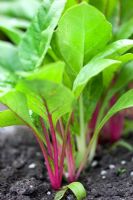 Beta vulgaris - Young seedlings