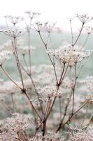 Anthriscus sylvestris - Cow parsley with frost