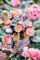 Rosa bonica petals and rose hips with frost