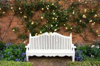 White bench against wall with climbing Rosa 'Lady Hillingdon' behind - Mottisfont Abbey, Hamsphire