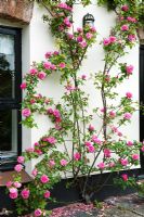 Rosa 'Zepherine Drouhin' growing on wall at Henley Mill, Somerset
