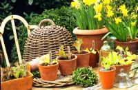 Lettuce seedlings and Narcissus in terracotta pots on table