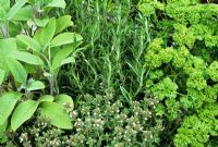 Essential culinary herbs, Petroselinum crispum, Salvia, Rosmarinus officinalis and Thymus