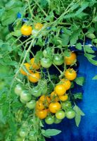 Yellow fruited Tomato 'Tumbling Tom Yellow' highlighted against a Chinese blue glazed pot