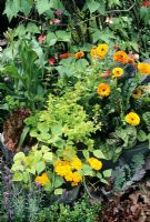 Old galvanised containers in front of a wigwam of Phaseolus coccineus 'Painted Lady'. Dwarf French beans with whitefly detering Calendula 'Touch of Red' with golden Marjoram and Beta vulgaris, Zea Mays, red leaved Lettuce, Petroselinum and Red Russian Kale 