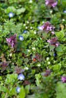 Weeds in an organic vegetable garden - Lamium purpureum - Red Dead Nettle, Veronica chamaedrys - Speedwell blue flower and Stellaria media - Common chickweed with a ladybird in late March