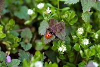 Ladybird on weeds in an organic vegetable garden - Lamium purpureum - Red Dead Nettle and Stellaria media - Common chickweed in late March