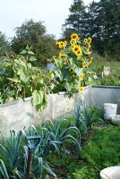 Leeks and carrots growing in an area protected against rabitts and other animals by a barrier made of plastic sheeting. Helianthus in the background on allotment in Cambridgeshire.