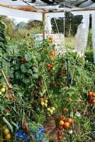 Old plastic milk and water bottles recycled and used as a bird scares on sticks. Canopy made of plastic sheet and bubble wrap to protect some plants like tomatoes. Tomatoes tied to supports with ladies tights on an allotment in Cambridgeshire.