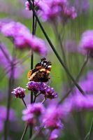 Red Admiral Butterfly on Verbena bonariensis