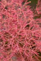 Fluffly inflorescence of Cotinus coggygria - The smoke bush