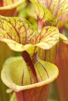 Sarracenia flava var rubricorpora, the red tubed Yellow Pitcher Plant at Hewitt-Cooper Carnivorous Plants in Somerset