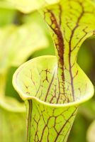 Sarracenia flava var ornata, a green tube with deep red veining characterises this north American Pitcher Plant - Hewitt-Cooper Carnivorous Plants in Somerset
