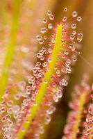 Drosera x hybrida - Hairs covered with a sticky exudation trap insects on - Hewitt-Cooper Carnivorous Plants in Somerset