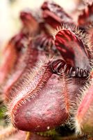 Cephalotus follicularis, the Albany Pitcher Plant, a small, low-growing native of Australia - Hewitt-Cooper Carnivorous Plants, in Somerset