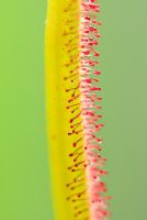 Drosera regia - The King Sundew's leaves can reach 30cm in length and exude a sticky substance that attracts insects - Hewitt-Cooper Carnivorous Plants in Somerset