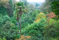 The Rhododendron valley punctuated by tall Trachycarpus fortunei - Chusan palms, the tallest in the country also features Camellias, bamboos, Acers - Trebah, Mawnan Smith, nr Falmouth, Cornwall