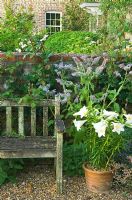 Container of Lilium beside wooden bench in former farmyard garden with roses and Borago officinalis behind - Dorset
