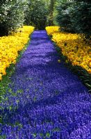 Mass planting of Muscari and Narcissus to create the illusion of a stream 