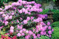 Rhododendron in oriental garden