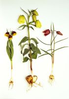 Fritillaria michailovskyi, Fritillaria pallidiflora and Fritillaria meleagris 