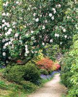 Path through Rhododendrons at Leonardslee Gardens
