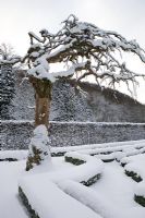 Buxus hedges surrounded by a clipped hedge Carpinus betulus, Hornbeam, Old tree kept in garden for it's sculptural look, The Renaissance garden with snow, large pine trees, the gardens of Norrviken 