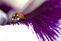 Coccinella septempunctata - Seven spotted ladybird on a Viola petal
