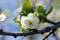 Prunus domestica 'Ontario' - Plum blossom