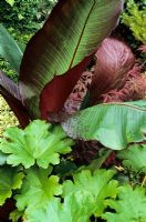 Ensete ventricosum 'Maurelii' rising up behind the round leaves of Darmera peltata
