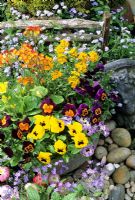 Spring favourites in an old tin bath. Orange and yellow cowslips - Primula veris, with Viola and Erysimum x allionii surrounded by Myosotis
