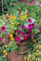Petunia 'Purple Wave' with a red and yellow Tropaeolum and the grey foliage of  Artemisia stelleriana 'Boughton Silver'