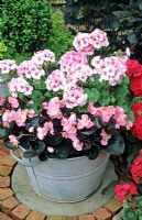 Pelargonium 'Maverick Star' with a pink flowered, purple leaved fibrous rooted Begonia growing in an old tin container 