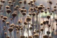 Monarda 'Cherokee' seed heads in winter