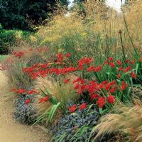 Grass bed with Stipa gigantea, Achillea 'Wather Funcke' and Crocosmia 'Lucifer' - Cotswold Wildlife Park and Gardens, Oxfordshire