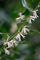 Sarcococca confusa flowering in January 