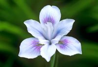 Iris 'Broadleigh Caroline' - Pacific Coast Iris