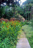 Strelitzia beside wooden deck path - Sitio Roberto Burle Marx, Rio de Janiero, Brazil