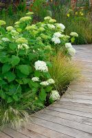 A border of mixed perennials and grasses including Hydrangea arborescens 'Annabelle' beside a wooden path in The Unwind Garden at RHS Hampton Court FS