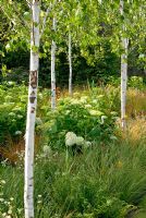 Betula trees underplanted with mixed grasses and perennials including Hydrangea arborescens 'Annabelle' in The Unwind Garden at RHS Hampton Court FS